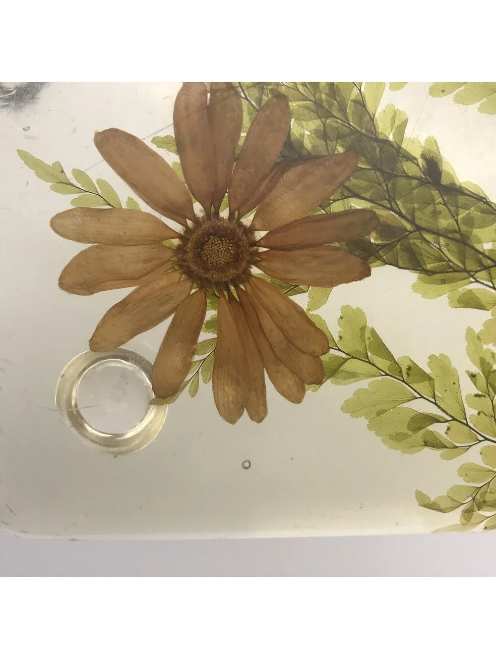 Vintage Acrylic Resin Trivet Daisy Fern Dried Flowers 7.75” Square MCM Footed